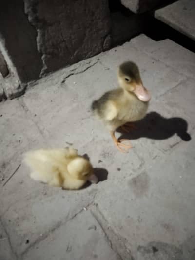Baby  ducks  for sale.