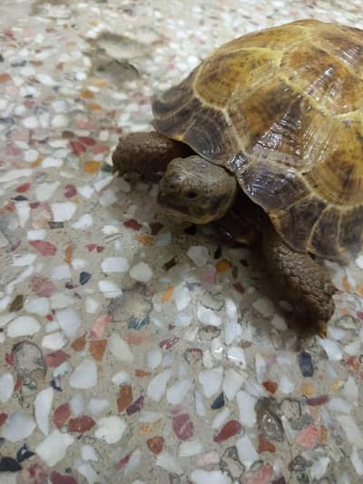 Russian Tortoise