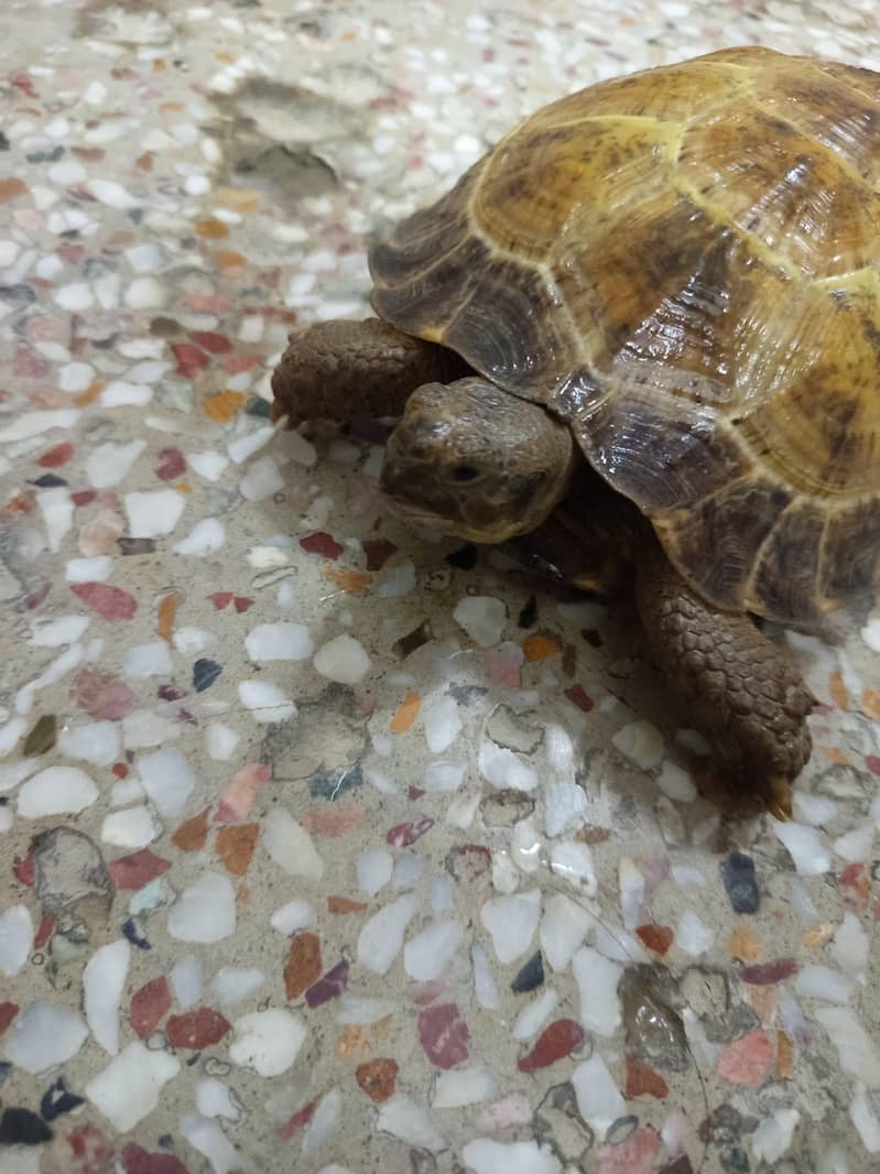 Russian Tortoise 0