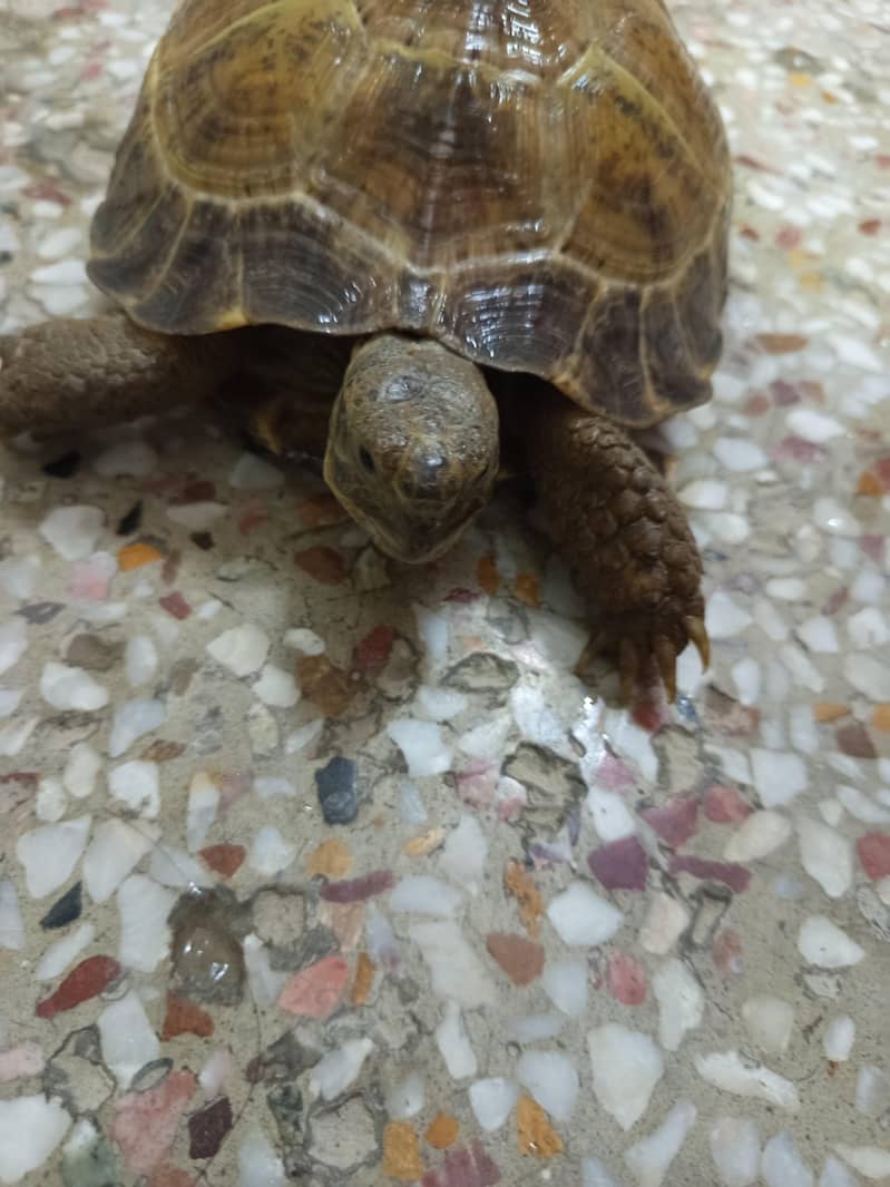 Russian Tortoise 1