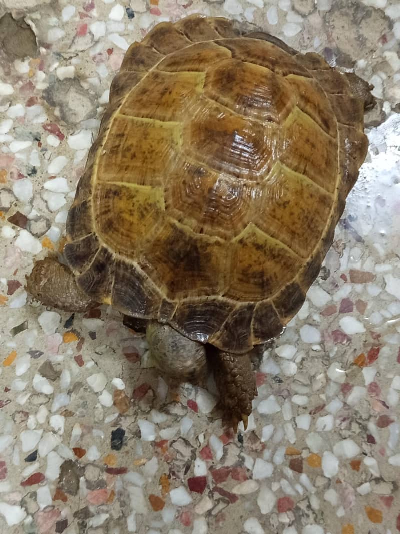 Russian Tortoise 2