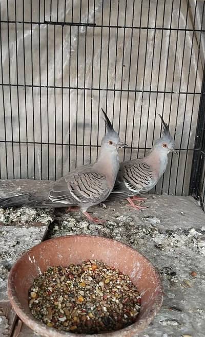 Crested Dove Pathy Pair