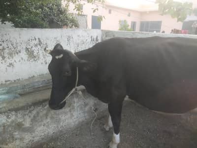 Australian cow sale