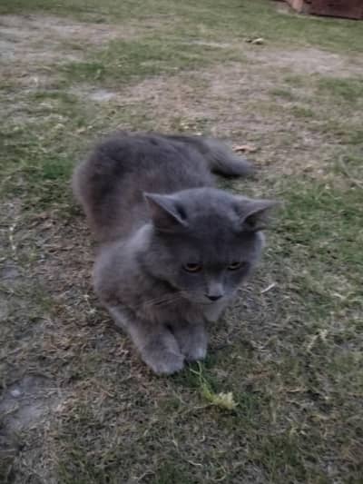 short hair Cat for sale