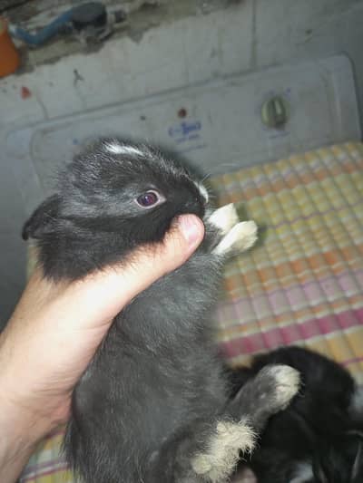 Angora bunnies