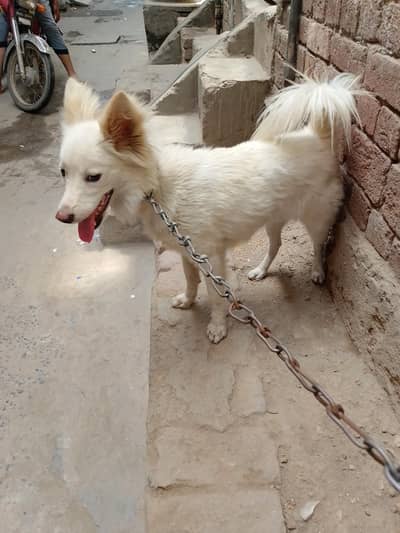 Russian dog for sale