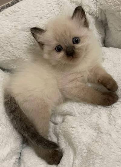 Persian kittens  sana whatp 0337///415//1419