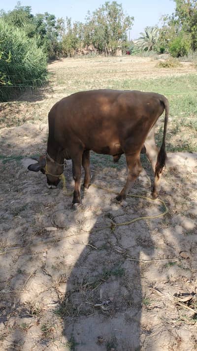 Young Healthy Bull Calf for Sale