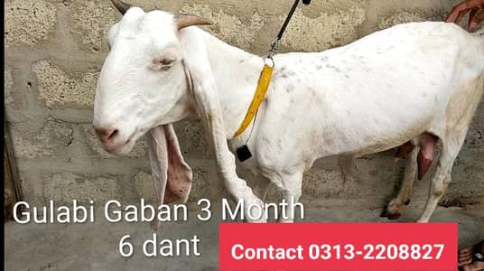 Gulabi Bakri Gaban Doodh Wali, Mundi Bakri