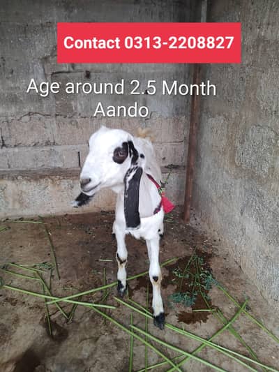 Ando Bakra Looking for New Home
