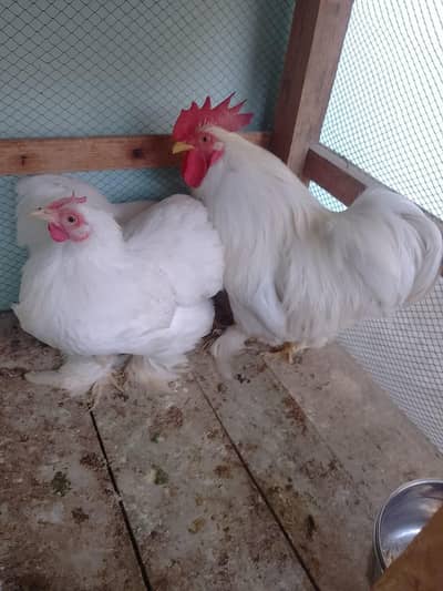 MashaAllah white bantam 1 male and 2 females breader pair eggs dai rah