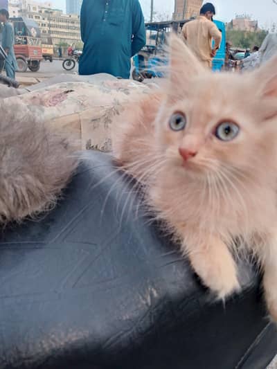 Persian Cats