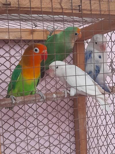 Birds for sale