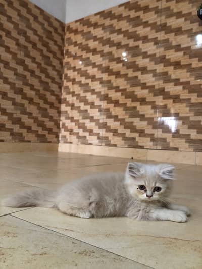 Persian kitten