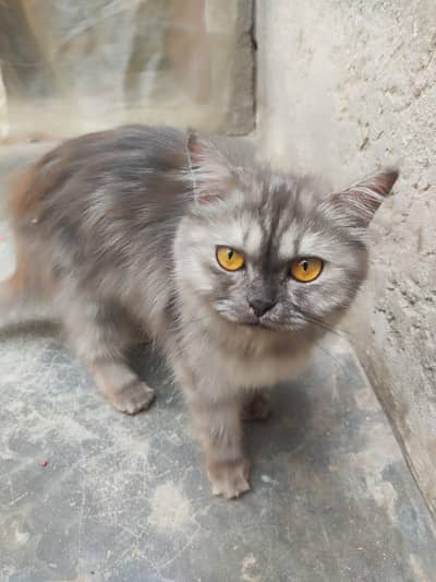 Cat Jhili/Jer Available