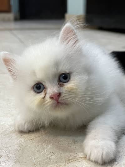Blue eye persian cat