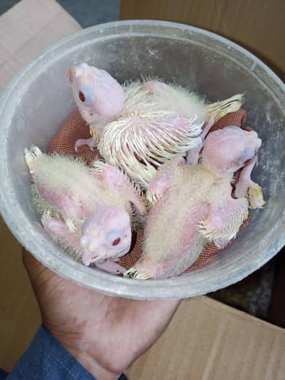 common white cocktail chicks 1500 each