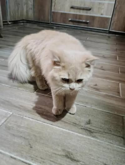 persian cats