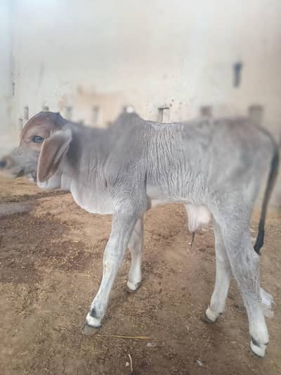 Barhaman calf for sale