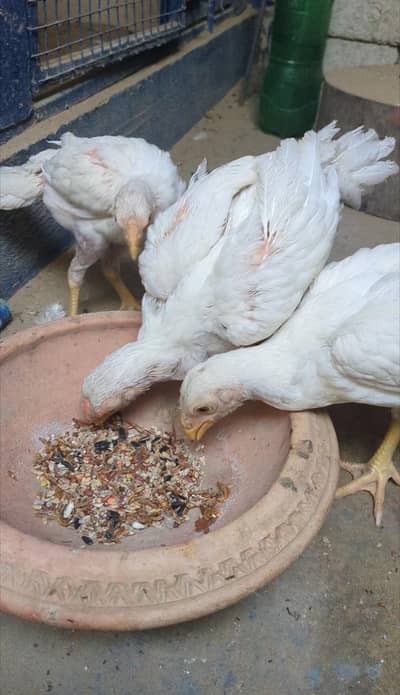 Indian Parrot Beak Long Tail & German oh shamo chicks