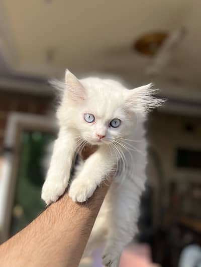 Persian kitten