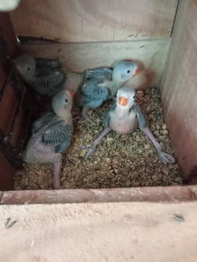 jumbo size ringneck chicks