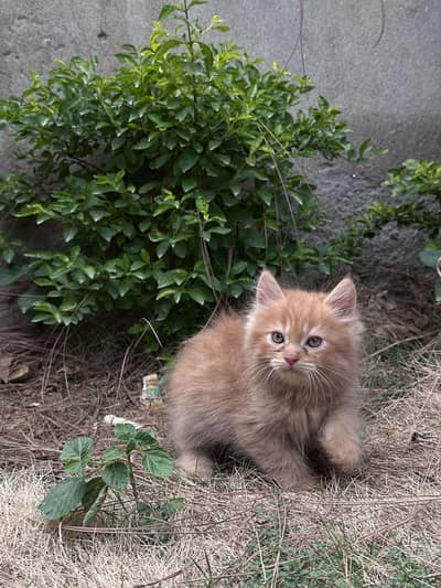 PERSIAN KITTENS FOR SALE