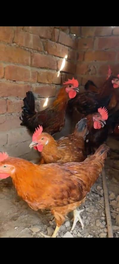 Desi murgha for sale home breed desi patha desi choza