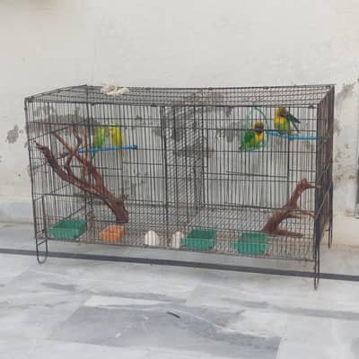 Parrots With Cage