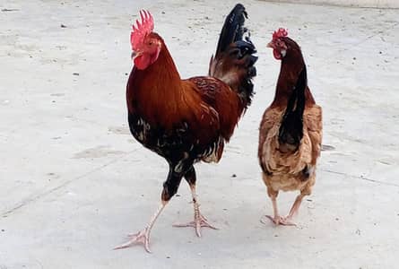 Hen pair murgi desi for eggs