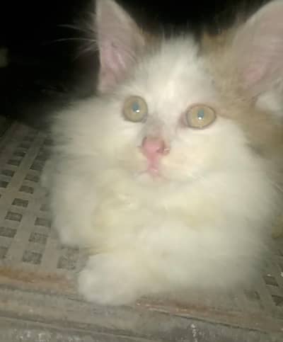 cat female