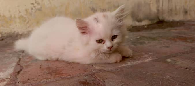 Quality Persian cat & kitten