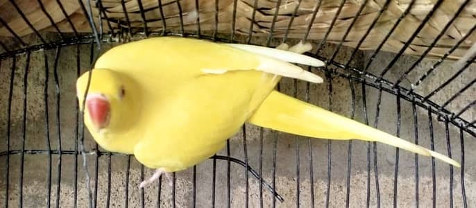 Yellow Ringneck Breeder pair
