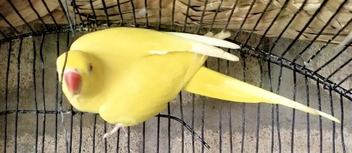 Yellow Ringneck Breeder pair