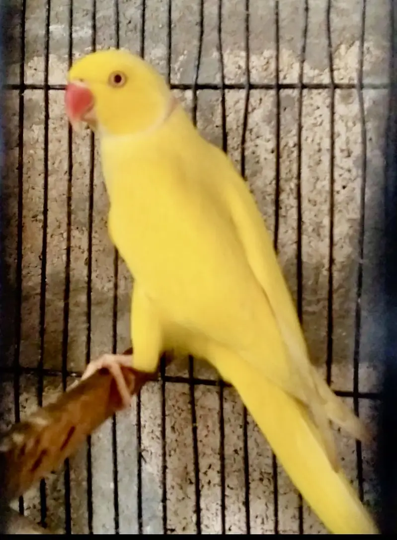 Yellow Ringneck Breeder pair — photo 2