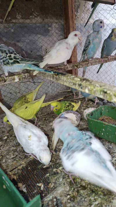 budgies pathy for sale