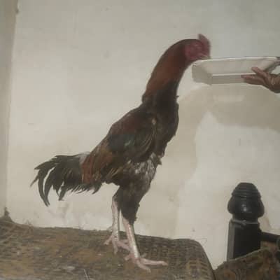aseel murga for sale