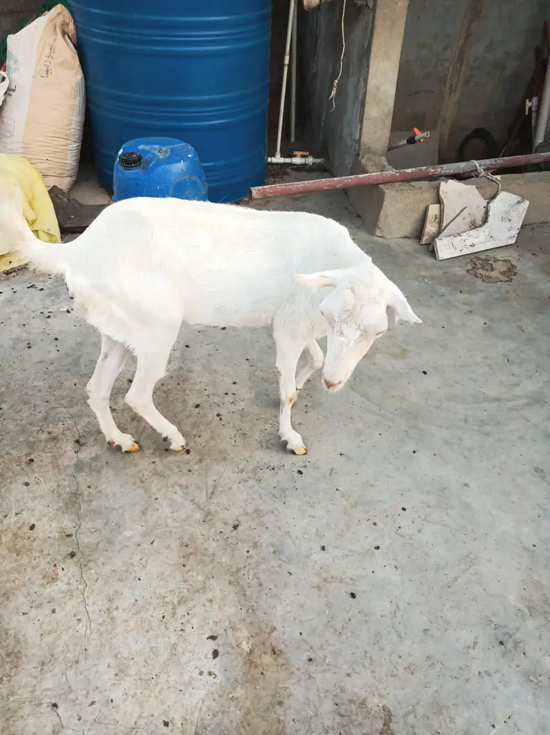teddi goats