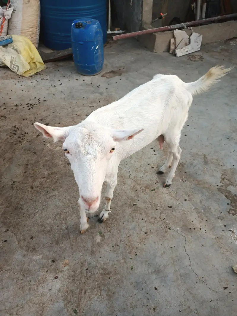 teddi goats — photo 2