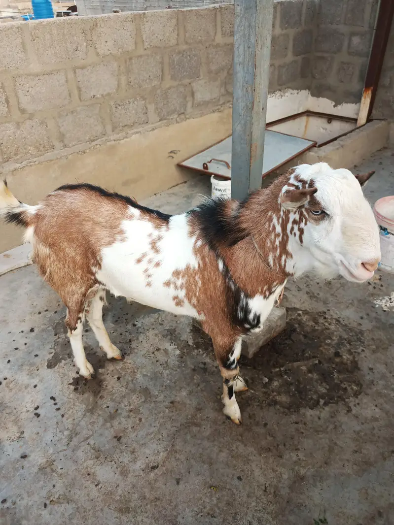 teddi goats — photo 3
