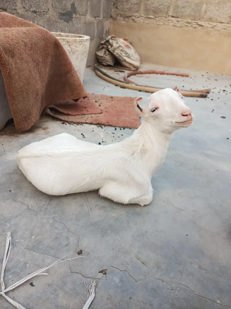 teddi goats — photo 4
