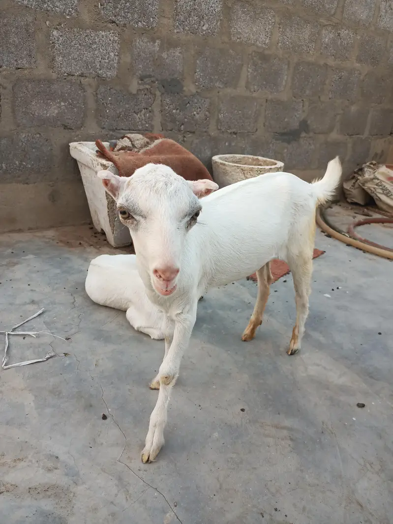 teddi goats — photo 5