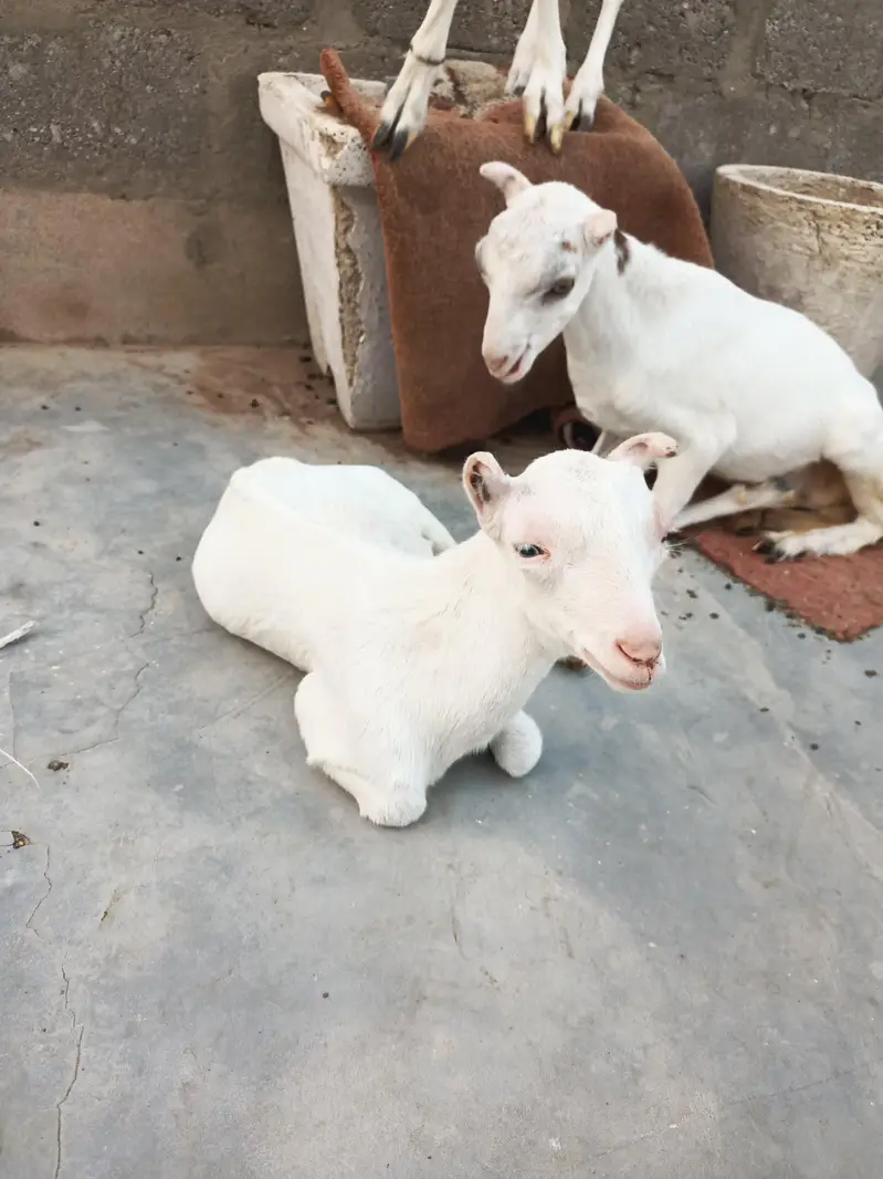 teddi goats — photo 6