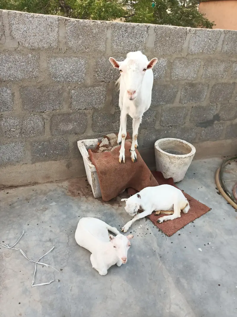 teddi goats — photo 7