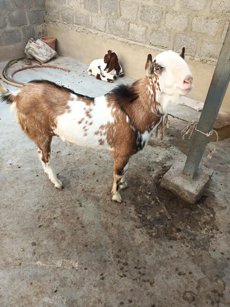 teddi goats — photo 8