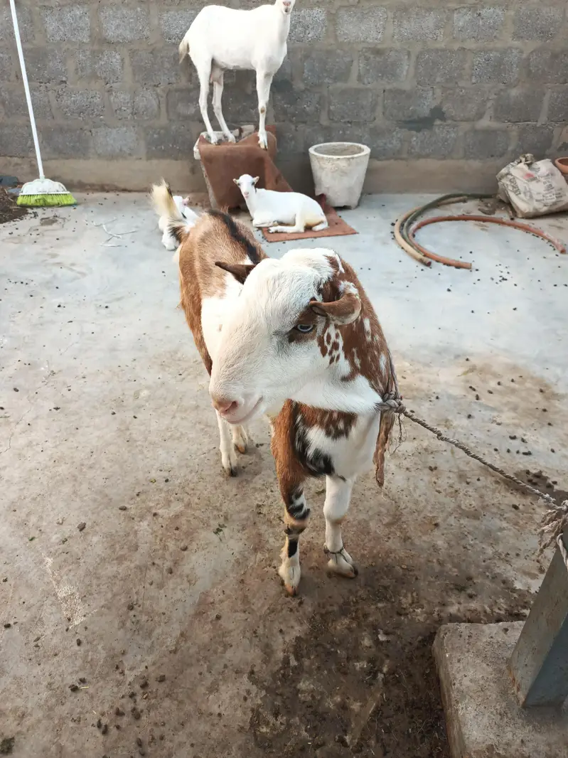 teddi goats — photo 9