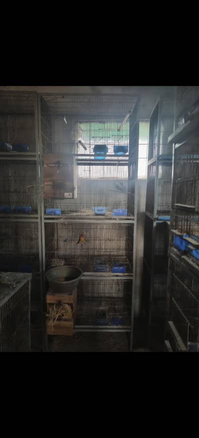 cage for parrot