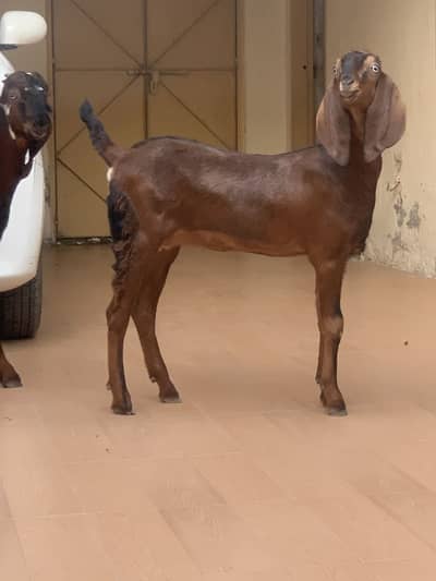1 female 3 male breeder top quality