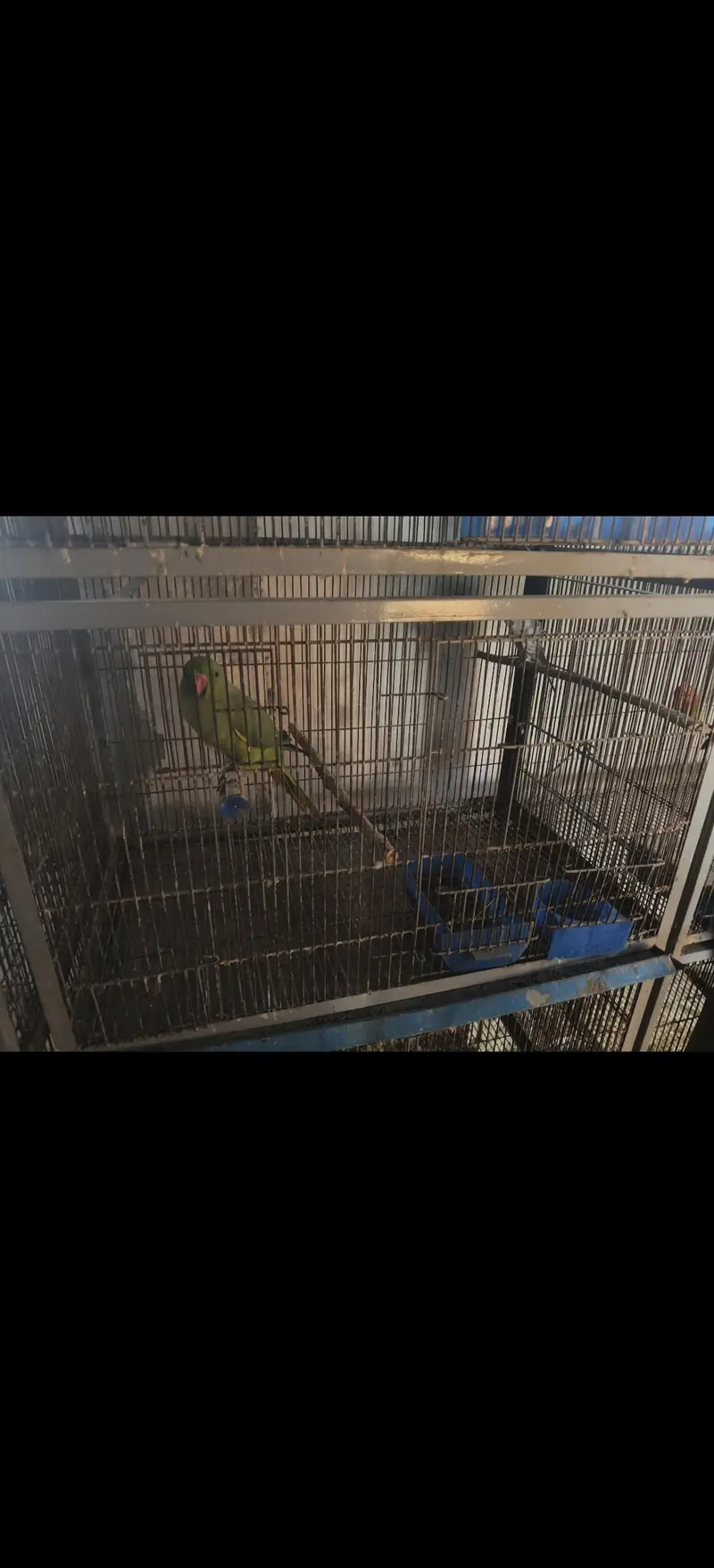 cages — photo 3
