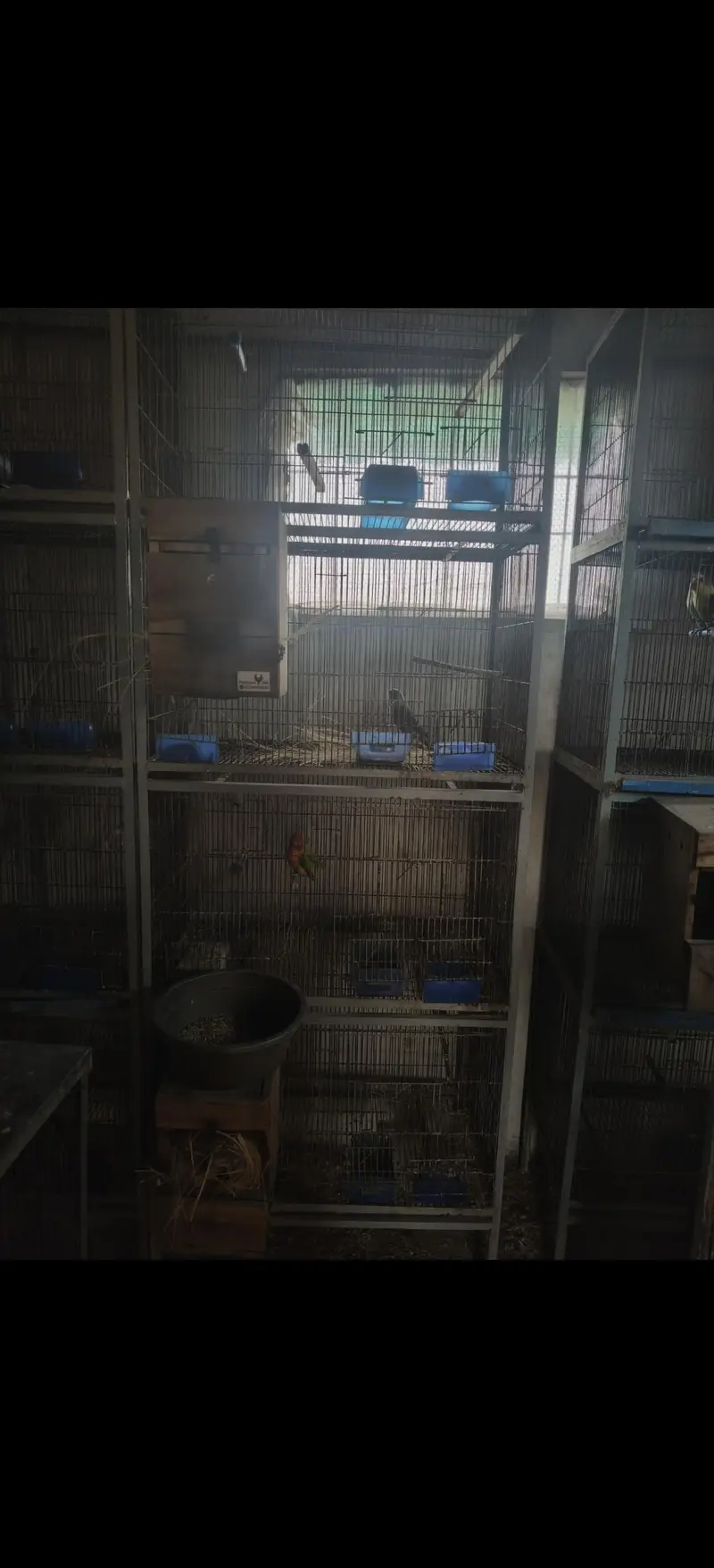 cages — photo 4